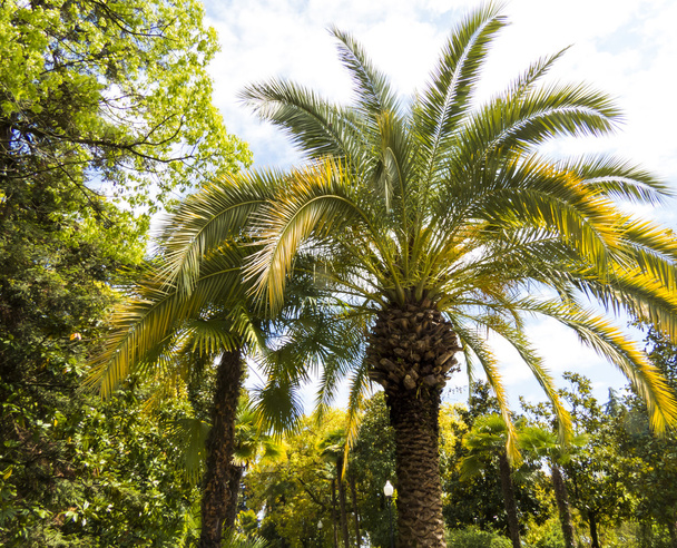 Palm trees in park - Zdjęcie, obraz