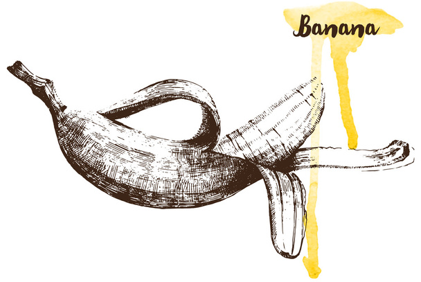 Hand drawn banana - Vettoriali, immagini