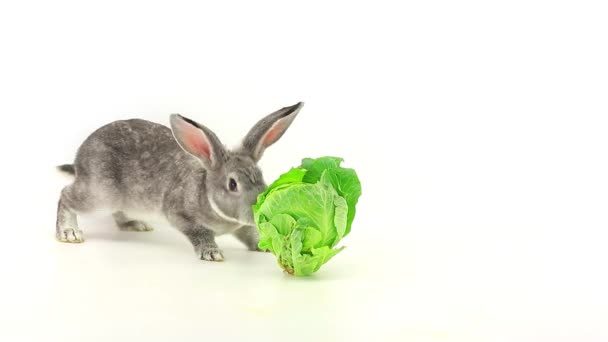 rabbit eats cabbage - Footage, Video