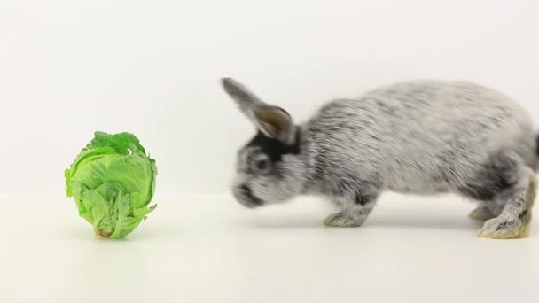 rabbit eats cabbage - Felvétel, videó