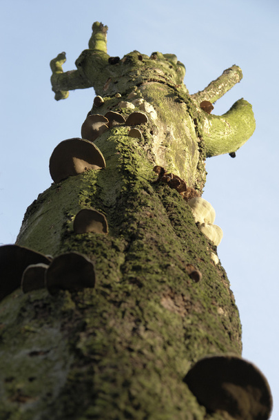 setas en tronco de árbol - Foto, imagen