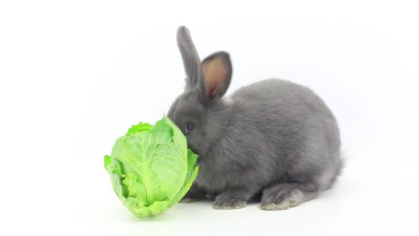 rabbit eats cabbage - Кадри, відео