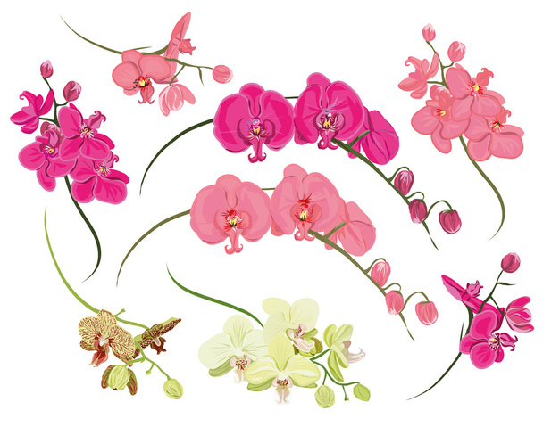Orchid design elements - Vektor, obrázek