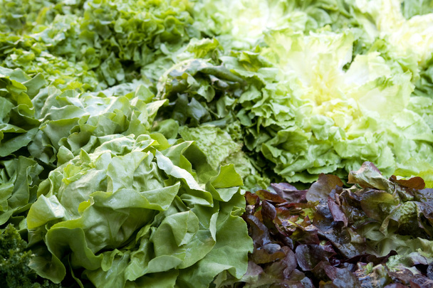 Red and green lettuce background - Fotografie, Obrázek