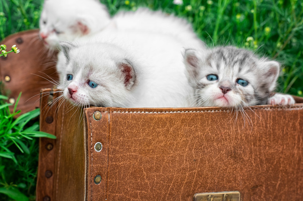 μικρά γατάκια παίζοντας σε παλιά βαλίτσα - Φωτογραφία, εικόνα