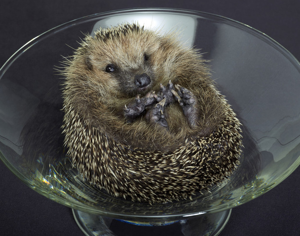 Hedgehog in a glass bowl - Photo, Image