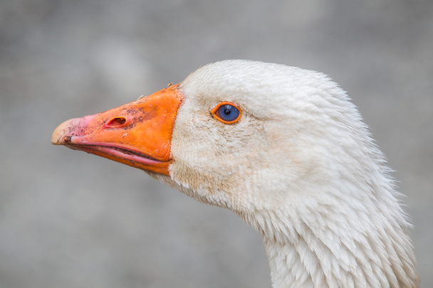 white duck - Zdjęcie, obraz