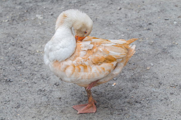 white duck - Foto, Bild