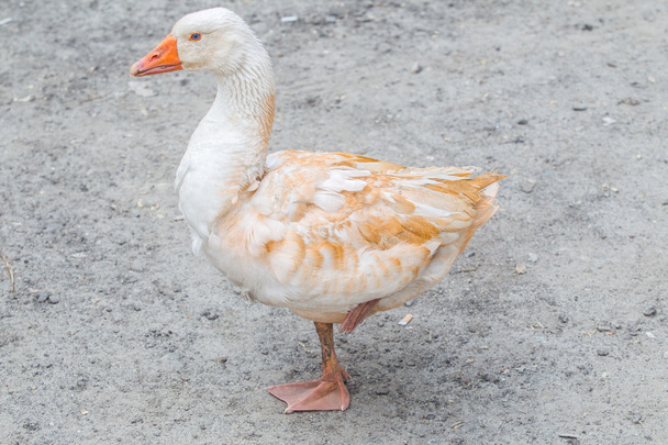 white duck - Foto, immagini