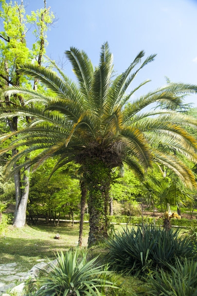 Palm trees in park - Fotoğraf, Görsel