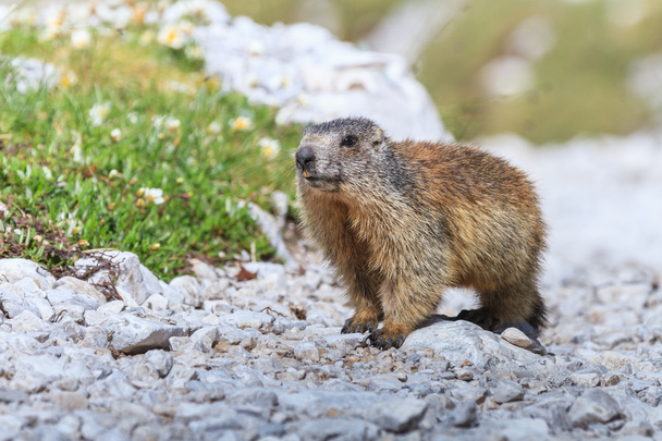 Marmot Free Stock Photos, Images, and Pictures of Marmot