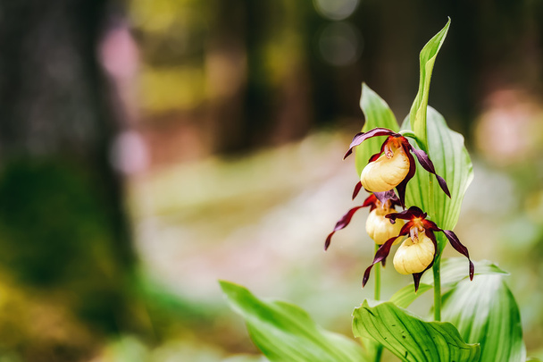 Золотий леді тапочки орхідея - Фото, зображення
