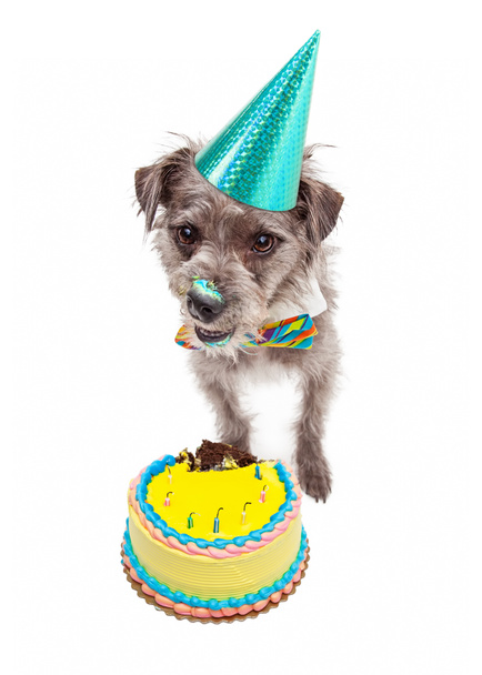 aniversário cão comer bolo
 - Foto, Imagem