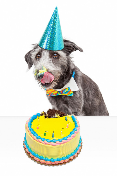 bagunçado aniversário cão comer bolo
 - Foto, Imagem