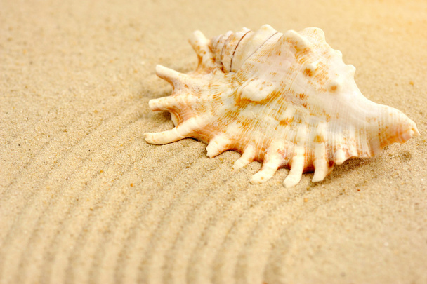 Cáscara marina en la playa de arena - Foto, imagen