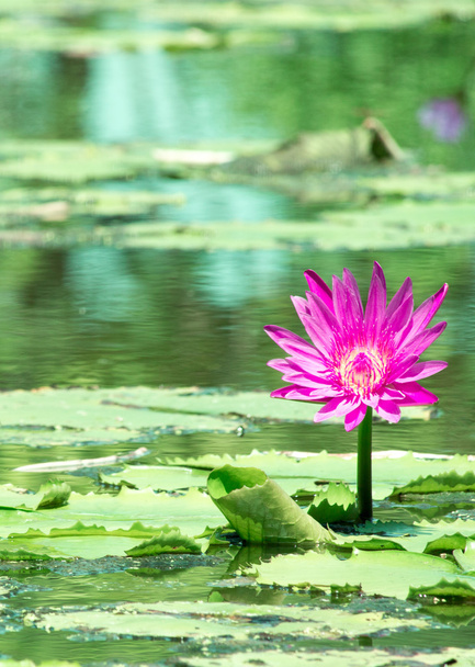 Lotus розквітає
 - Фото, зображення