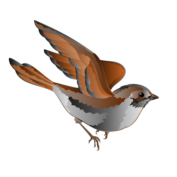 Mały ptak Wróbel w lot wektor - Wektor, obraz