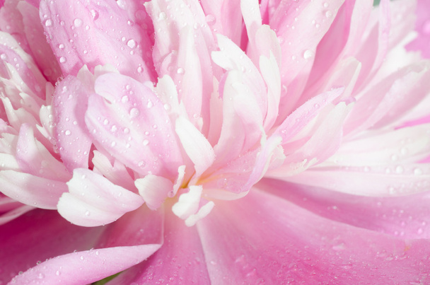 Flor de peonía rosa macro
 - Foto, Imagen