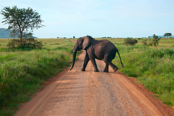 Single elephant walking on a road - Fotoğraf, Görsel
