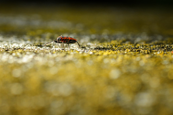 Firebugs - Pyrrhocoris Apterus kayalık zemin üzerine - Fotoğraf, Görsel
