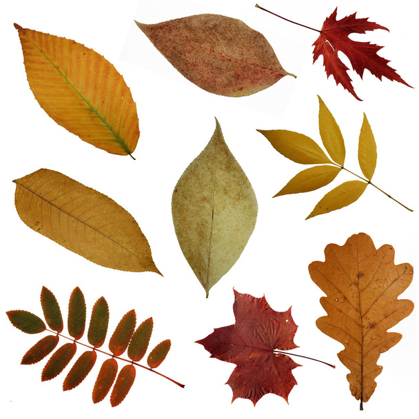 Some autumn leaves - Valokuva, kuva