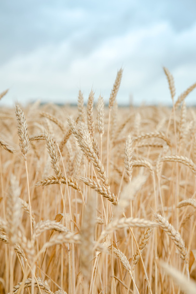 oren van tarwe op het veld met blauwe hemel - Foto, afbeelding