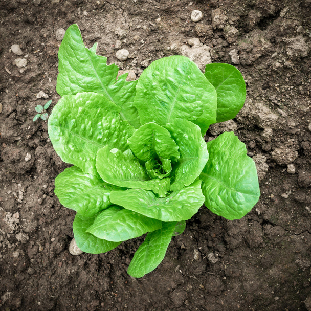 Lettuce - Фото, зображення