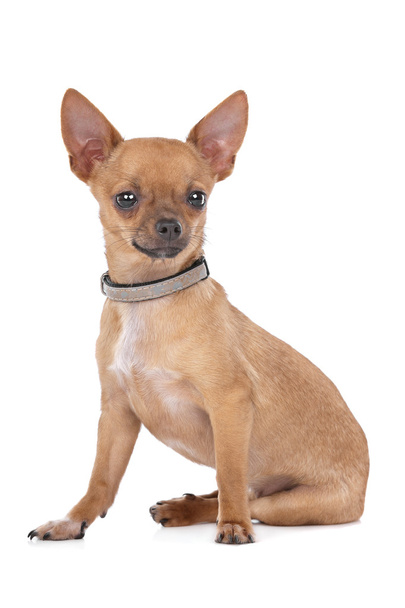 Chihuahua - Fotó, kép