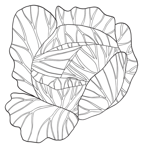 Delightful garden - Round cabbage - Vector, Image