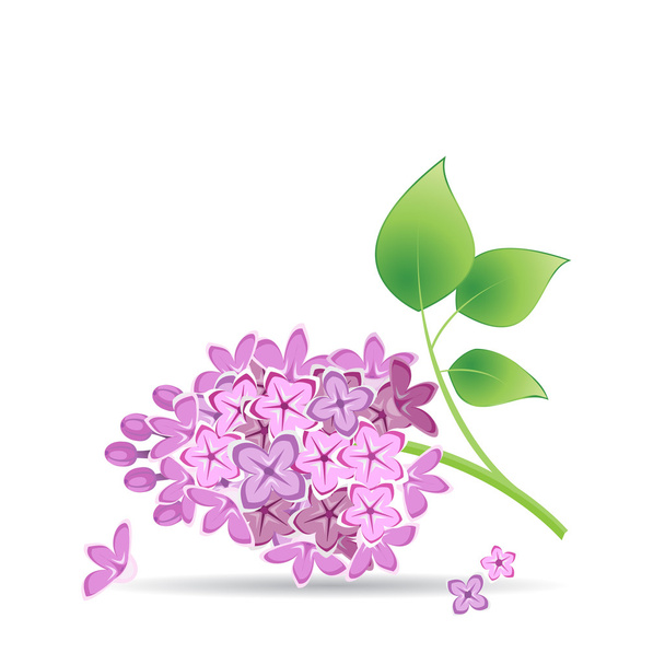 The branch of lilac - Vector, Image