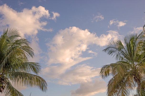palmbomen en zonsondergang - Foto, afbeelding