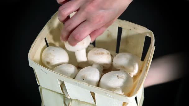 Champigny houby, bílá houba - Záběry, video