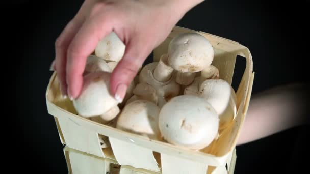 Champigny houby, bílá houba - Záběry, video