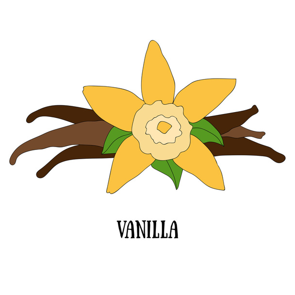 Cápsula e flor de baunilha
 - Vetor, Imagem