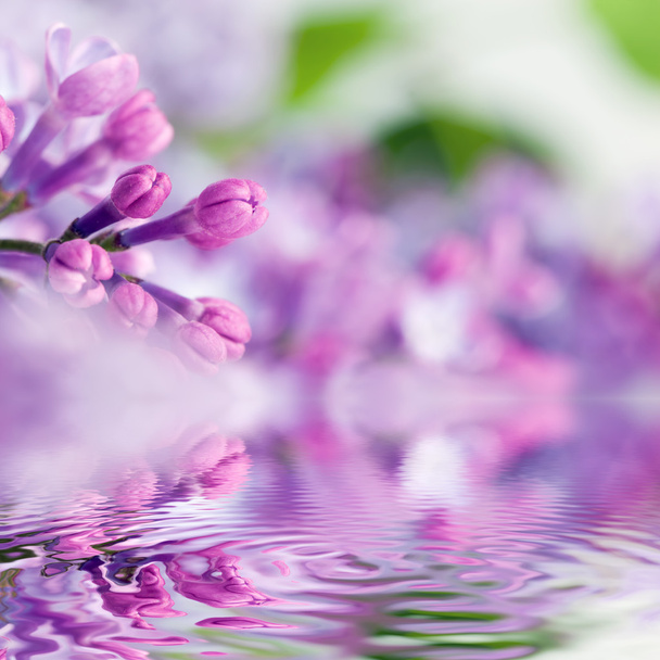 Paarse voorjaar lila bloemen - Foto, afbeelding