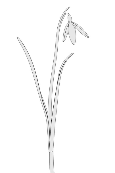 Galanthus nivalis - Foto, Bild