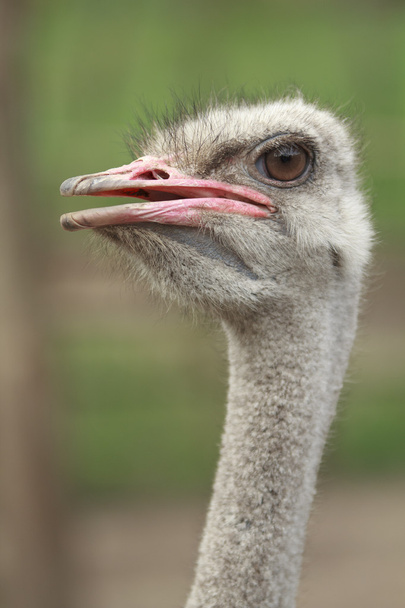 Ostrich Female - Valokuva, kuva