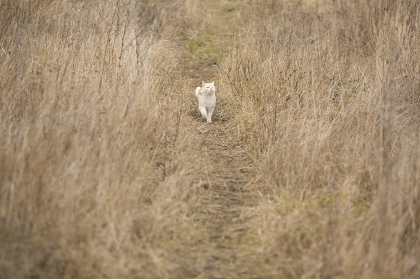 весело прогулки кошки
 - Фото, изображение