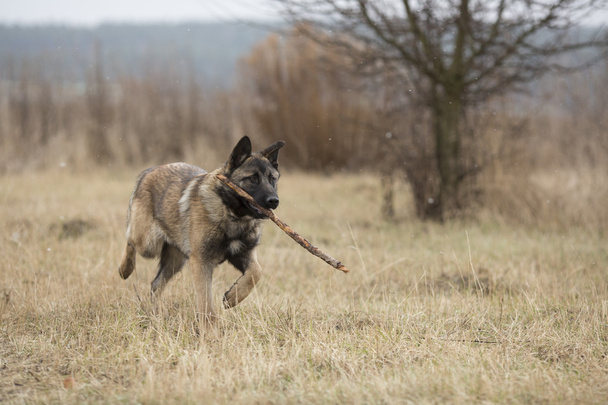 Dog carries a stick - Photo, Image