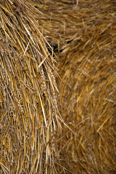 saman balya - Fotoğraf, Görsel