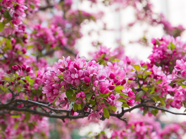crabapple květy na jaře - Fotografie, Obrázek