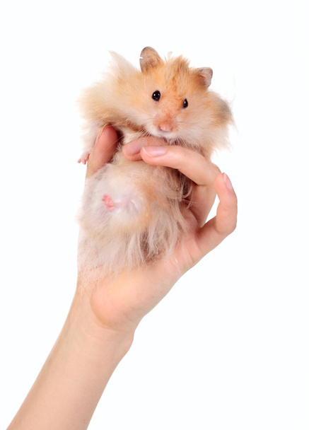 Funny hamster in the hand - Photo, Image