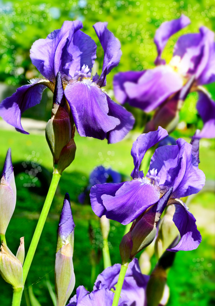 květy kosatce - Fotografie, Obrázek