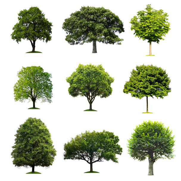 Colección de árboles
 - Foto, Imagen
