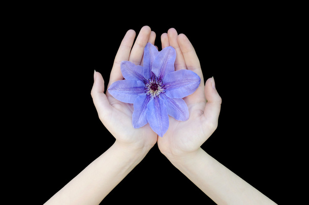 Один фиолетовый цветок Клематис в руках
 - Фото, изображение