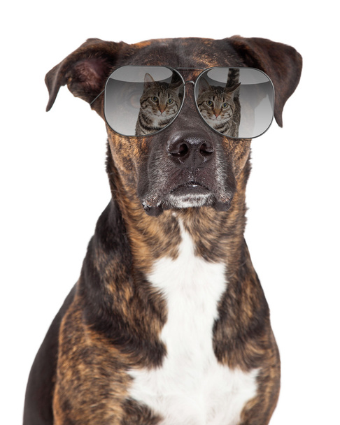 Σκύλος με αντανάκλαση της γάτας σε γυαλιά ηλίου - Φωτογραφία, εικόνα