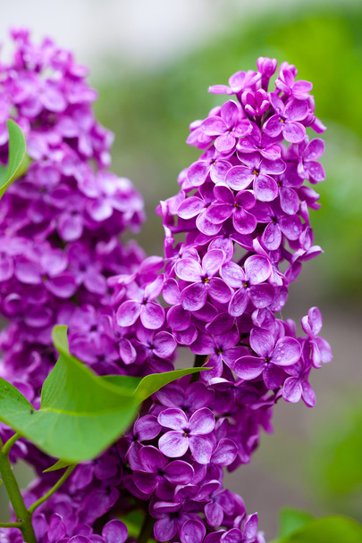 Violet Lila bloem - Foto, afbeelding