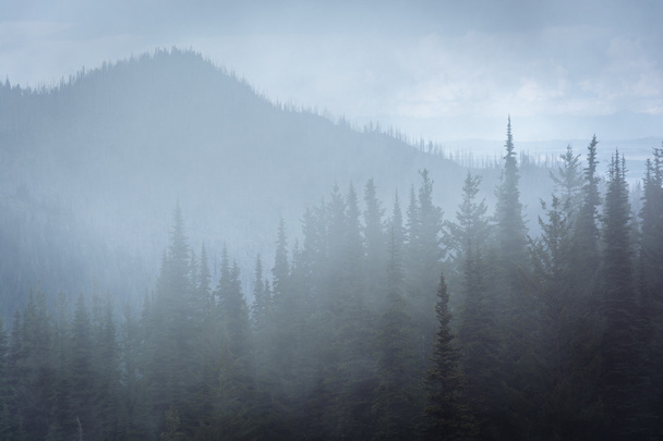 Pins dans le brouillard, à Hurricane Ridge, dans le parc national olympique
, - Photo, image