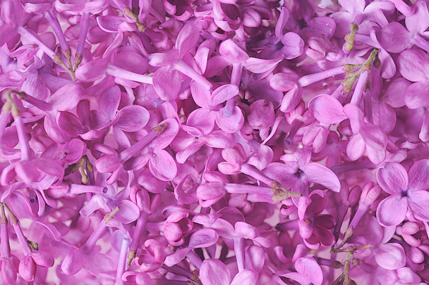 Lilac pozadí - Fotografie, Obrázek