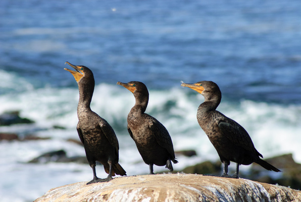 Cormorans à double crête
 - Photo, image